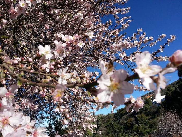 almendroenflor