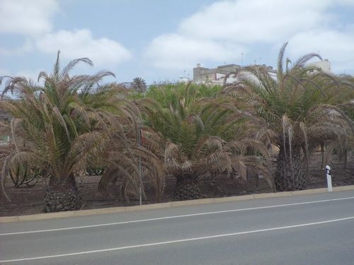 palmeral arucas