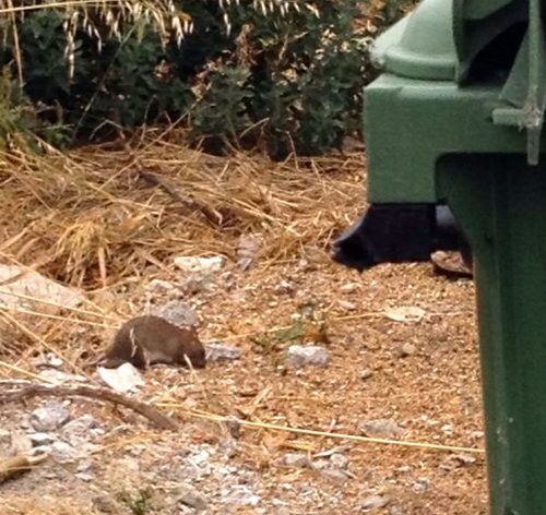 ratas_arucas