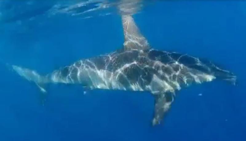 tiburonmartillobañaderos17