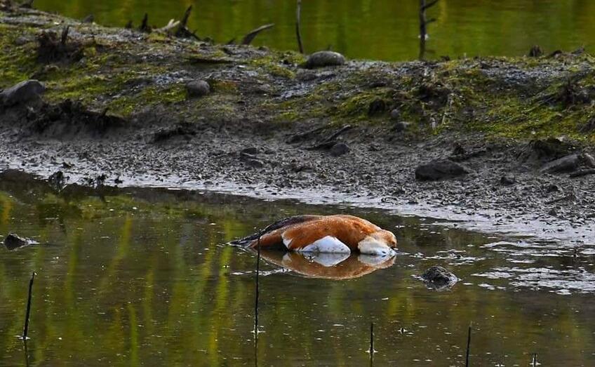 charcasavesmuertas01