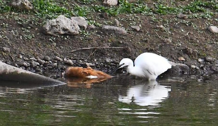 charcasavesmuertas02
