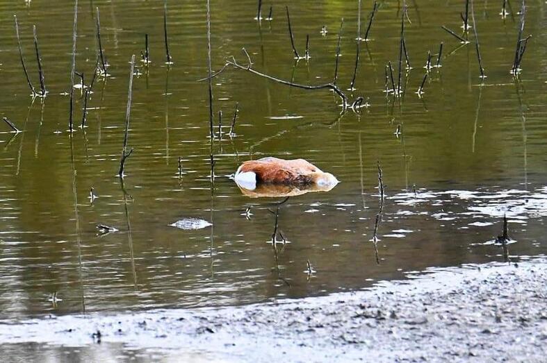 charcasavesmuertas03