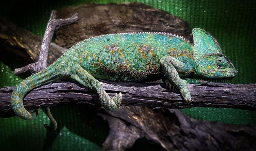 CamaleonYemen JorgeSaavedra