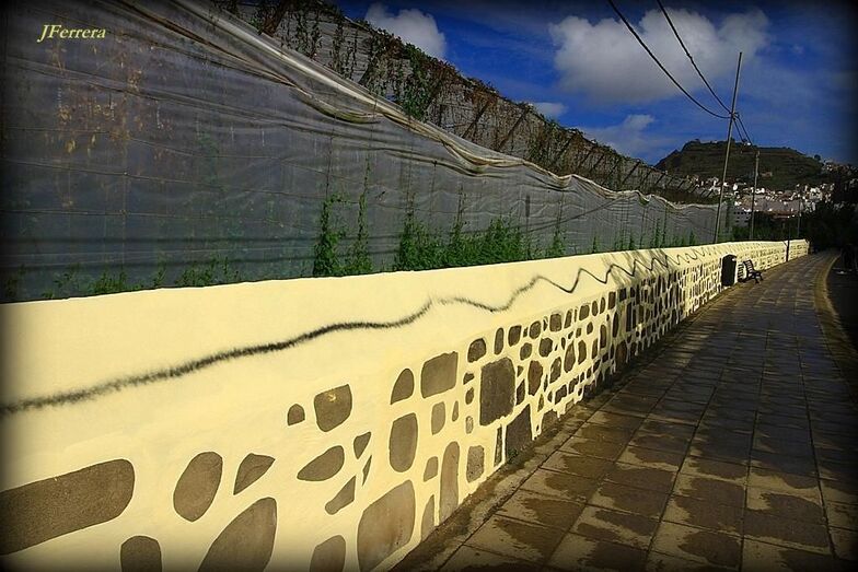 avdacolesterolarucaspintadas