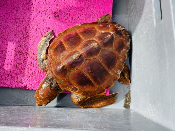 tortuga