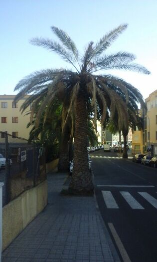 arucaspalmera67
