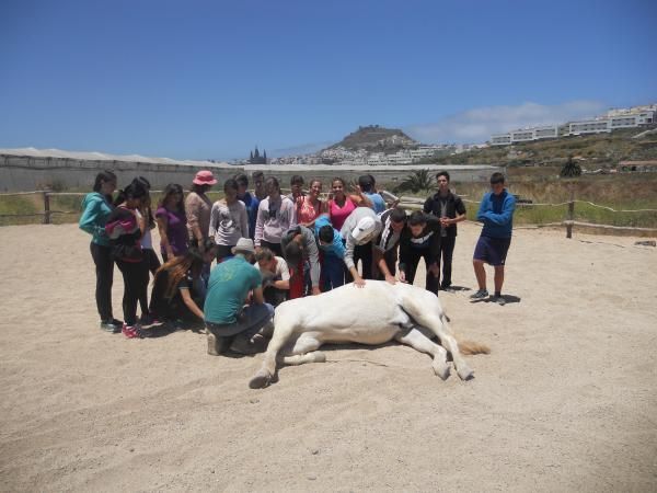 caballos