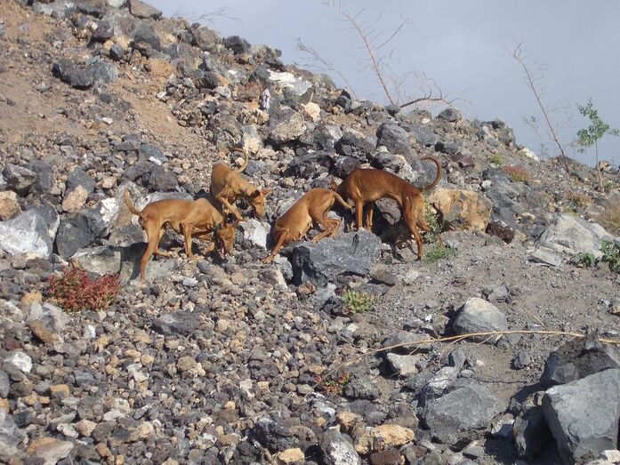perrocazadopres