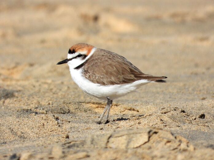 Chorlitejo Marcelo Cabrera