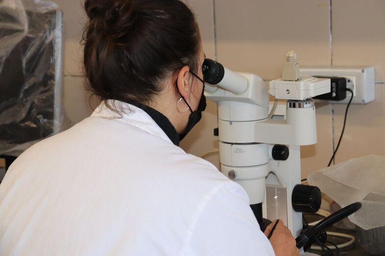 Investigación en el ICIA 2