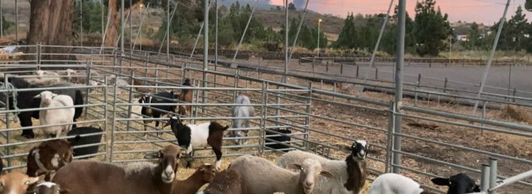 ganaderiacaprinalapalma