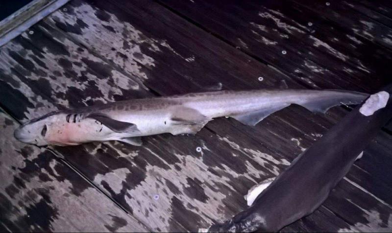 aletacortadatiburon2