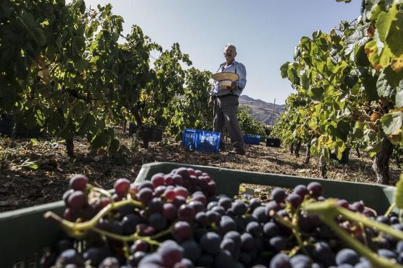 viticultura gran canaria