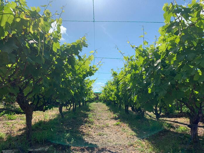 fotos consejosreguladoreseunen