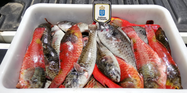 incautación de viejas