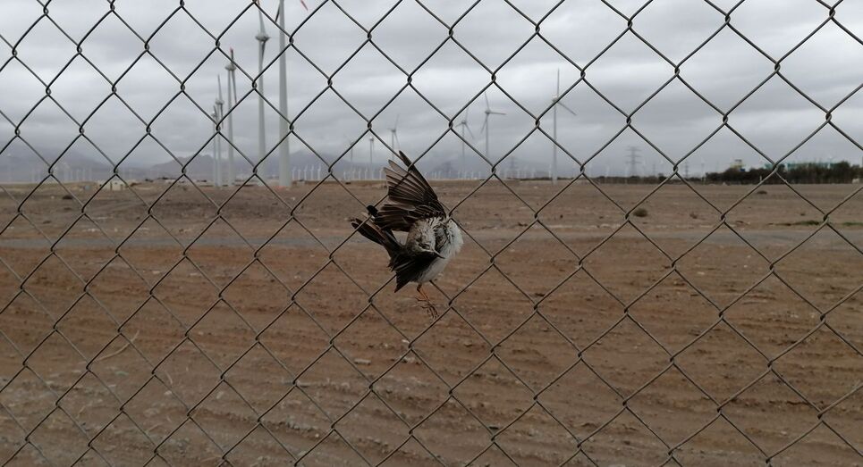 202104271 Llanos del Matorral vallado fotovoltaica Anthus berthelotii