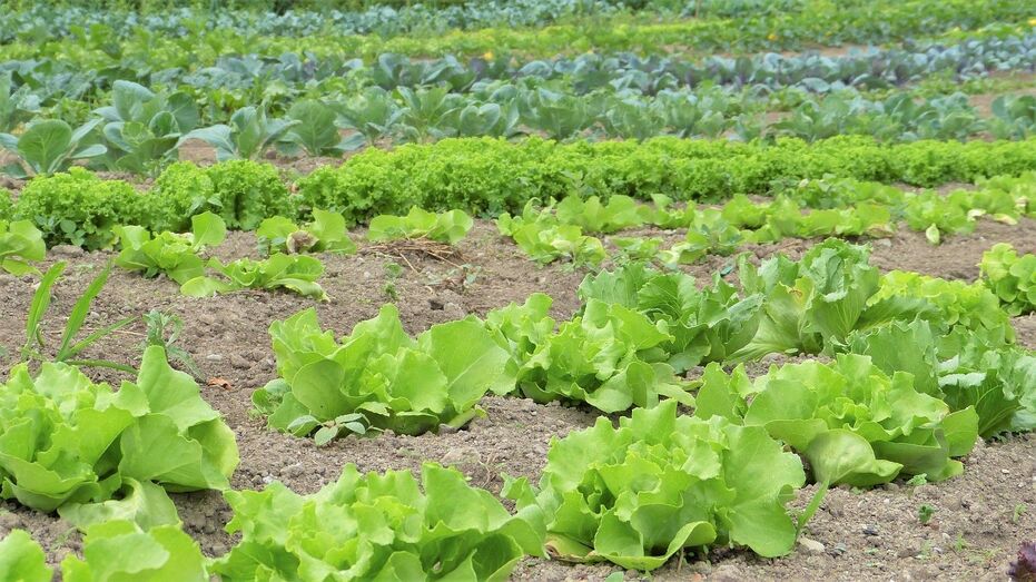 agriculturaecologica
