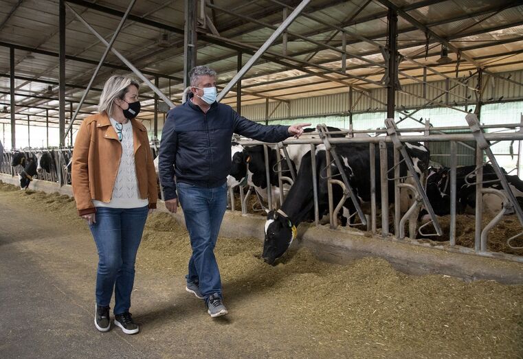 vanoostende ganadera