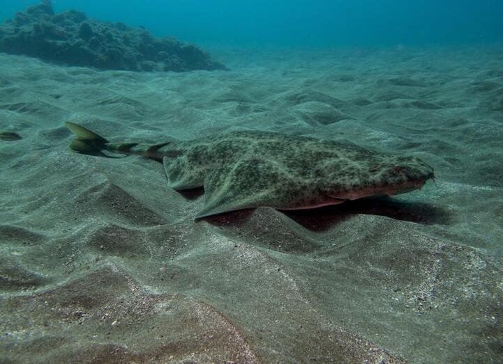 angeloteSergioHdez111