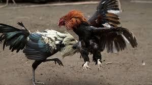 Foto pelea de gallos