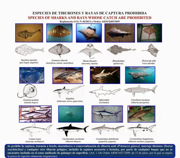 Poster final licencia clase 6a
