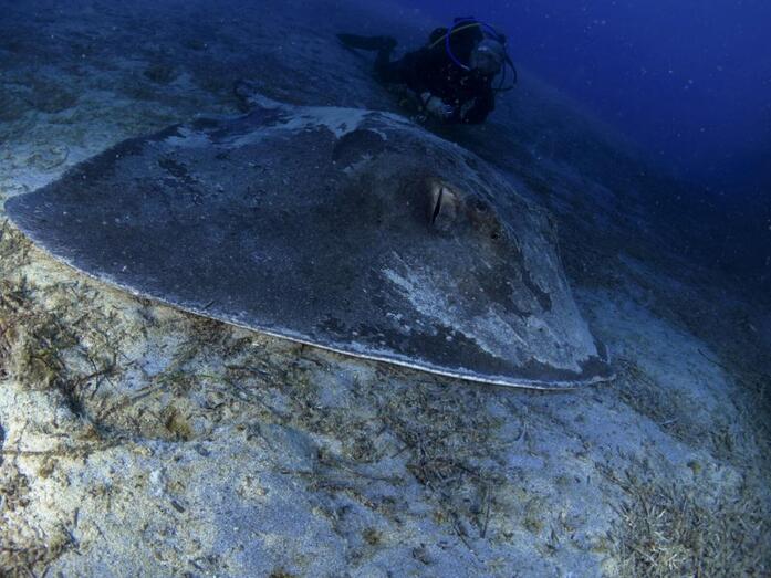 Taeniura grabata