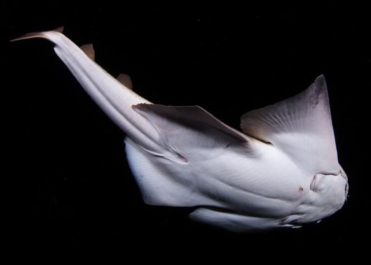 angeloteAutor Fernando Robledano