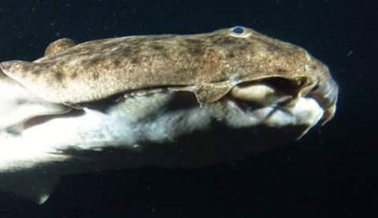 angeloteAutor Kike Portas