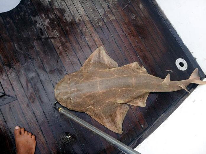 capturatiburonatiracan