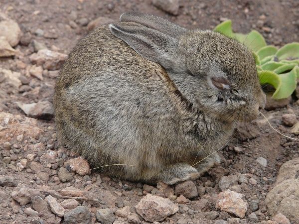 conejoenfemro
