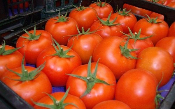 tomates
