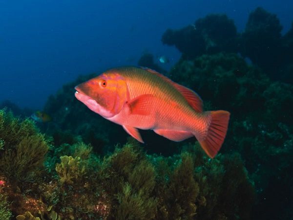 pesca