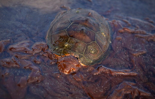 tortugapetrole