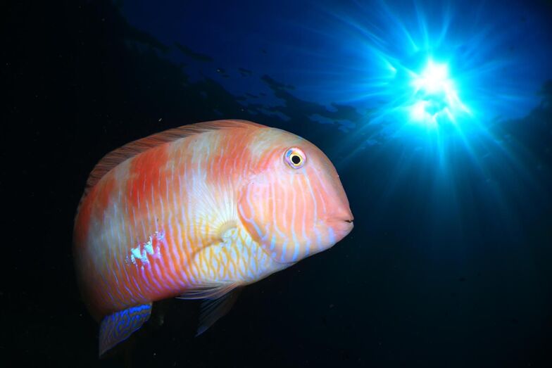 Arturo Telle Mónica Machado