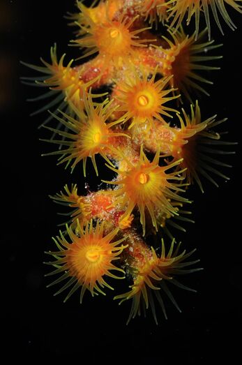 Samuel Godoy Teresa Godoy1