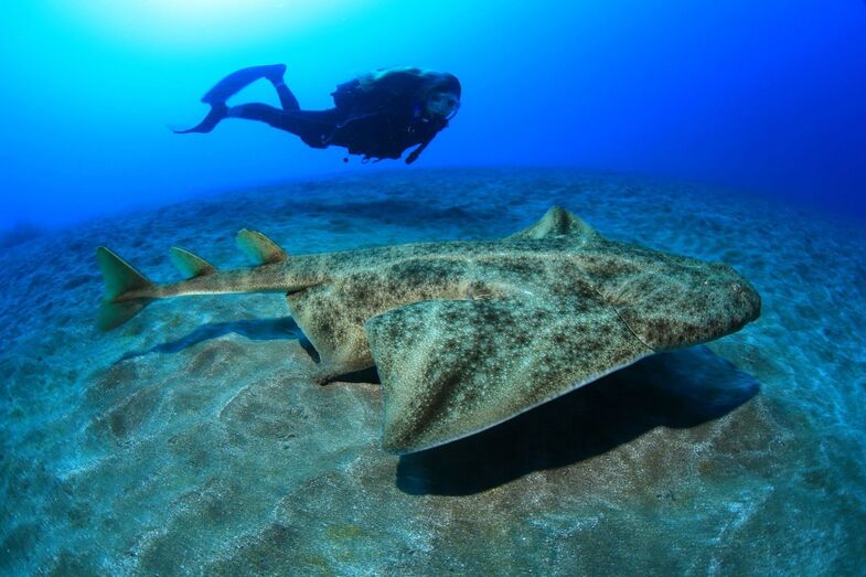 Imagen capturada en un FotoSub Sardina