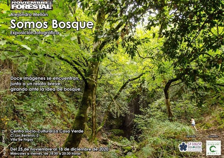bosque6
