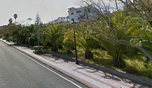 palmeral_arrasado_1