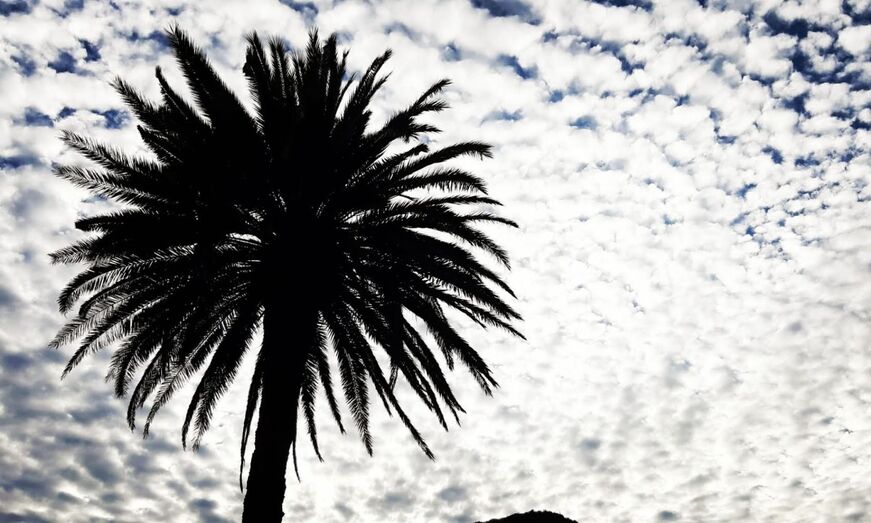 palmeraignacioroquelugo