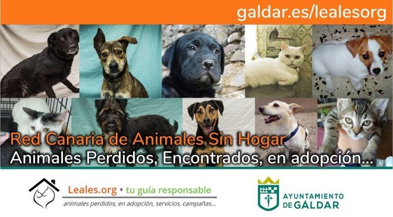 animales