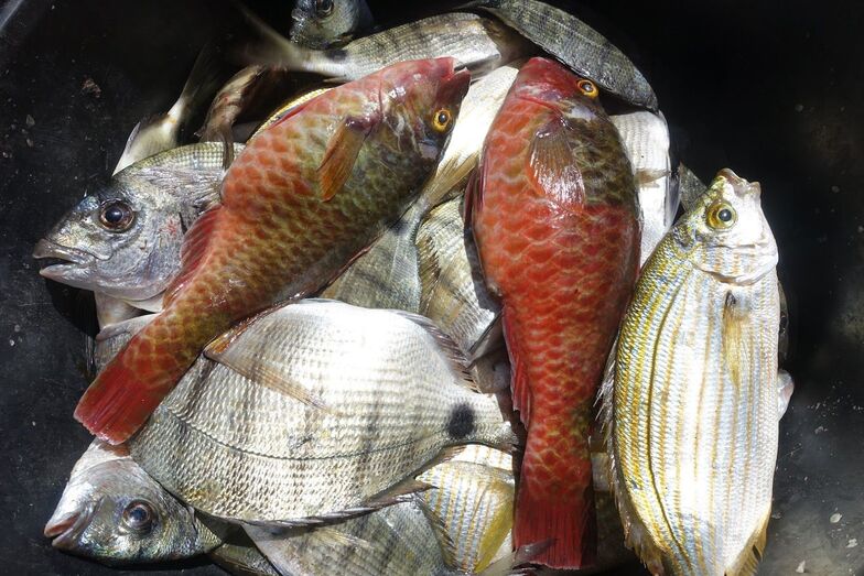 varadelpescao201801