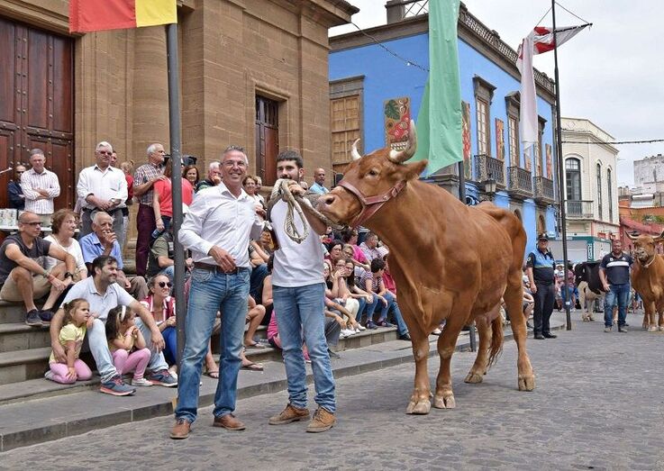 feria de ganado15