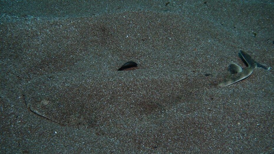 angelotesardina4