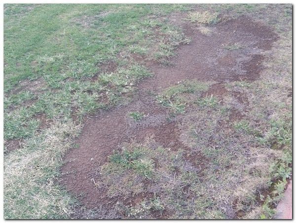 cesped ciudad deportiva