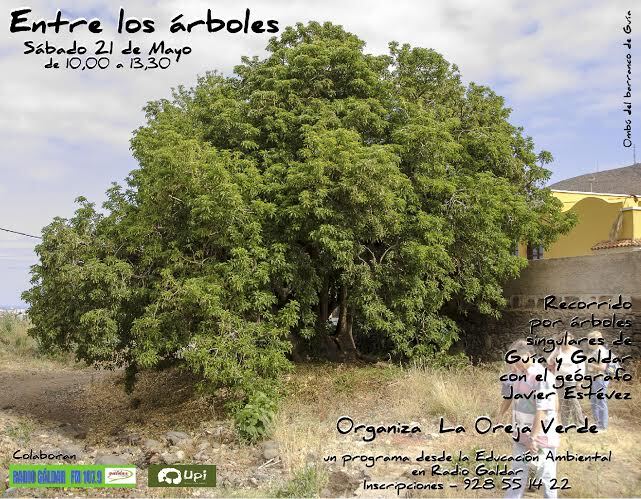 Entre los arboles