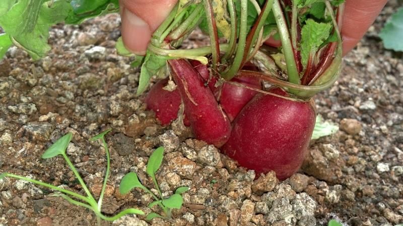 huertolosquintana1638