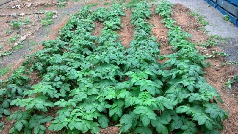 huertolosquintana1661