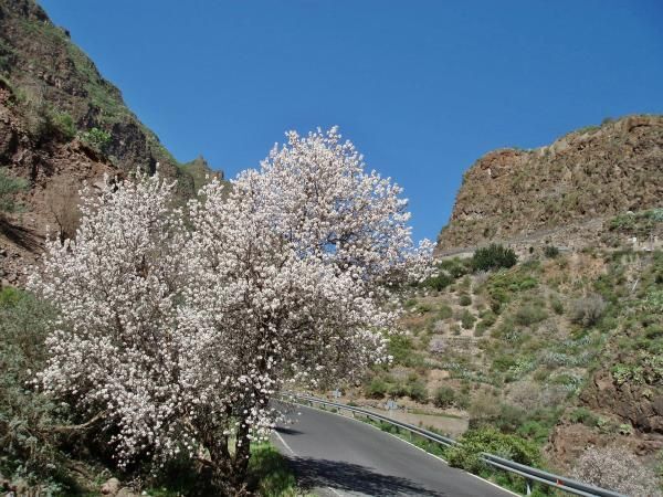 EN GUAYADEQUE ALMENDROS EN FLOR