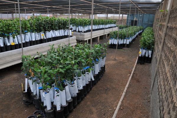 arbolesfrutalescabildo